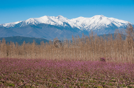 峡谷山樱花上空升图片