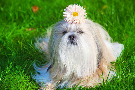 石子狗带花图片