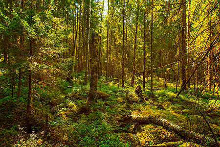 芬兰的野生森林广角视图图片
