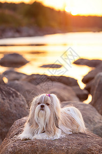 石子狗躺石湖海岸上,日落时分图片