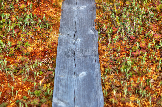 芬兰沼泽上的苔藓地衣木路图片