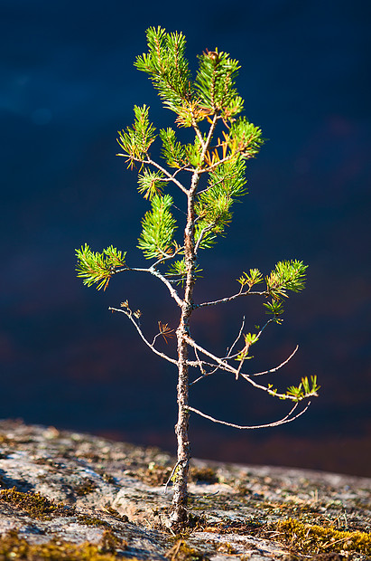 小松树生长水前的岩石上