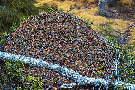 野生森林里的大蚁丘图片