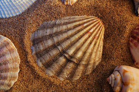 还带带着红砂的贝壳还活着日落的颜色背景
