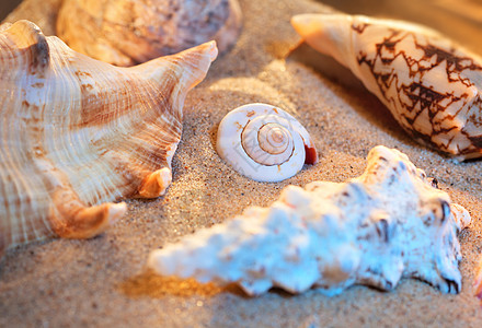 贝壳生命温暖的日落颜色背景图片