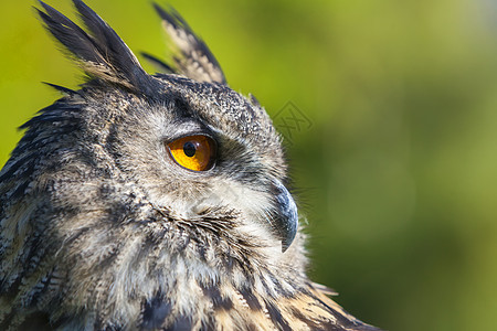 欧洲欧亚鹰猫头鹰,布波布波,大橙色的眼睛自然绿色的背景图片