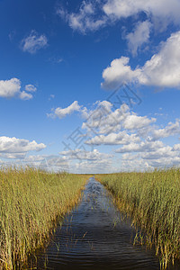 佛罗里达大沼泽地热带湿地的水道,蓝天白云图片