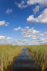 佛罗里达大沼泽地热带湿地的水道,蓝天白云背景图片