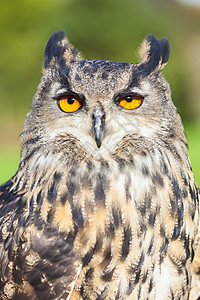 欧洲欧亚鹰猫头鹰,布波布波,大橙色眼睛图片