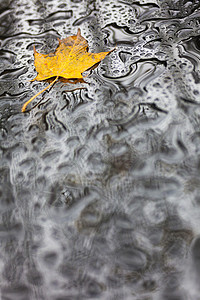 单金秋落叶潮湿的天气雨水背景上背景图片