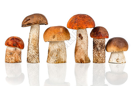 橙色帽牛肝菌蘑菇白色背景图片