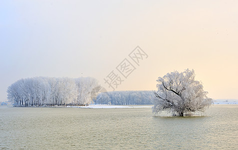 多瑙河早上结霜的树图片
