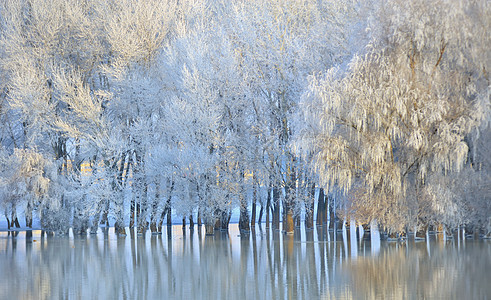 多瑙河上霜冻的冬季树木背景图片