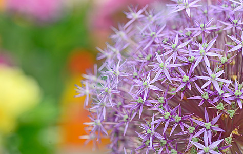 紫色的葱花开花的洋葱图片