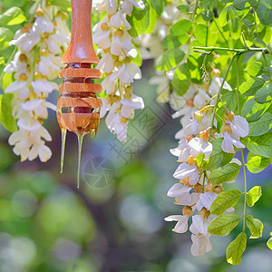罗比尼亚蜂蜜与相思花自然界图片