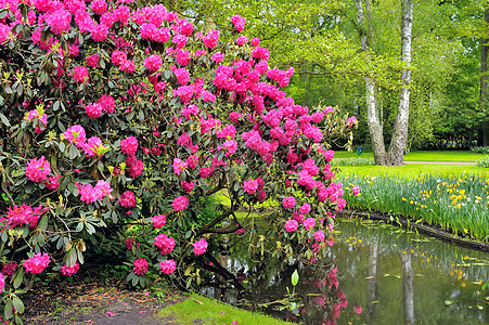 绿色公园Keukenhof,花园里的湖图片