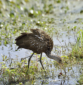 佛罗里达沼泽喂鸟图片