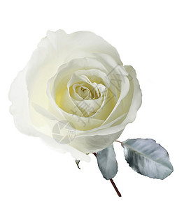 白色玫瑰的数字绘画图片
