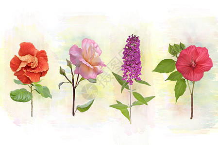 花卉背景的数字水彩画图片
