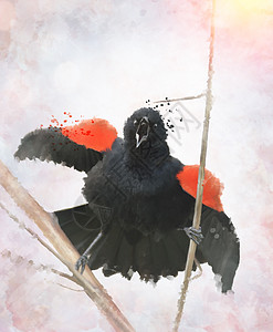 红色翅膀黑鸟的数字绘画图片