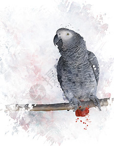 非洲灰色鹦鹉的数字绘画图片