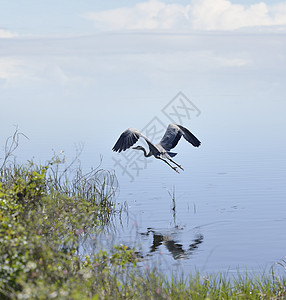 佛罗里达湿地的大蓝鹭图片
