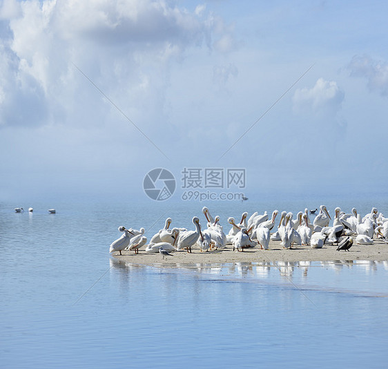 佛罗里达海滩的白色鹈鹕图片