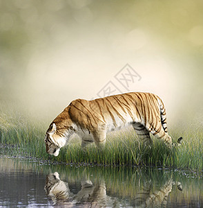 老虎长满青草的河岸上倒影背景图片