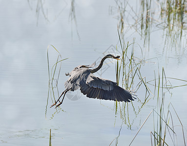 伟大的蓝鹭佛罗里达湿地捕鱼图片