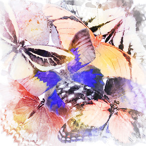 蝴蝶的数字绘画特写图片