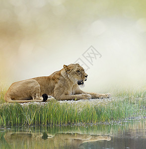雌狮子池塘附近休息图片