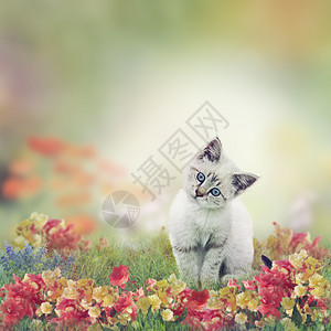 可爱的白色小花猫图片