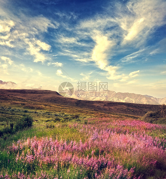 山景带粉红色的花朵盛开图片