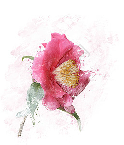 粉红色玫瑰的数码画图片