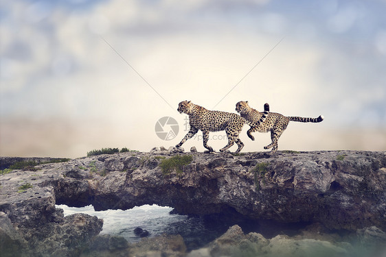 两只猎豹岩石上奔跑图片