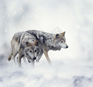 两只狼雪地里行走图片
