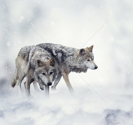 两只狼雪地里行走图片