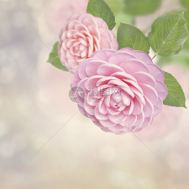 美丽的粉红色玫瑰的花朵图片