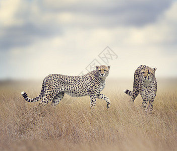 两只猎豹高高的草地上行走图片