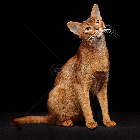 美丽的轻的深渊猫的肖像靠近红猫黑色背景上隔离图片