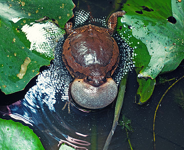 雄带状牛蛙季节需要个声带膨胀的配偶图片