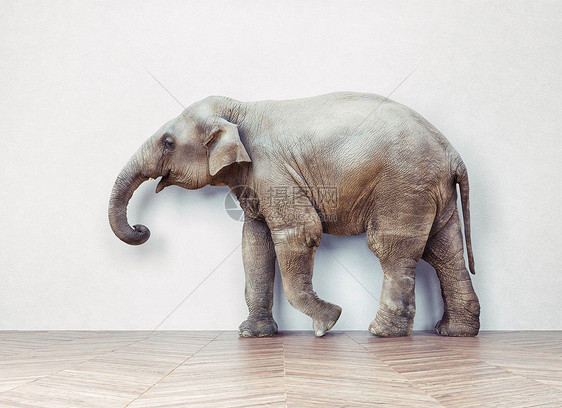 大象白墙附近的房间里平静下来创造的图片
