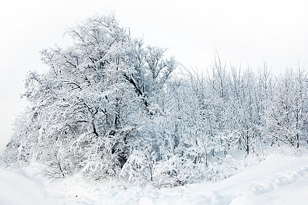 冬天的森林,树上雪锄头冬天的森林里雪图片