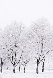 冬天的森林,树上雪锄头冬天的森林里雪图片