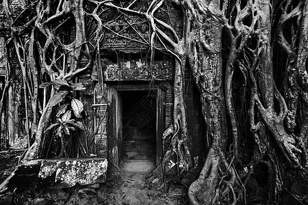 旅游柬埔寨背景古石门树根,塔普鲁姆寺遗址,吴哥,柬埔寨黑白版本图片