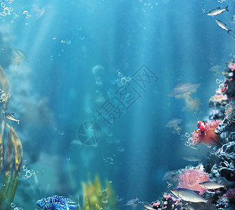 海陆战队海洋生活带鱼珊瑚的水族馆背景图片
