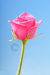 蓝色背景上粉红色玫瑰的特写图片