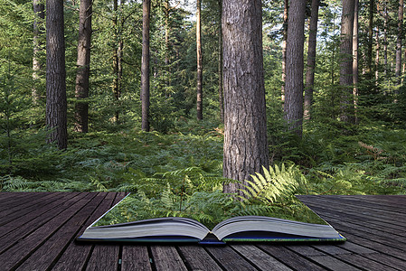 郁郁葱葱的充满活力的森林景观夏季书形象图片