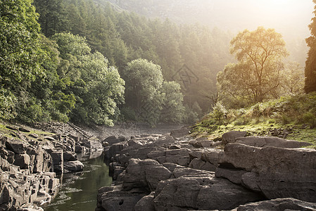 美丽的早晨景观形象的阳光树木进入峡谷小溪下图片