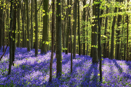 森林中春天蓝铃的美丽景观图片